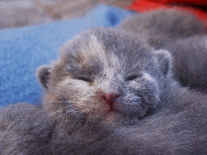 baby kitten