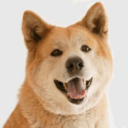 picture of akita
