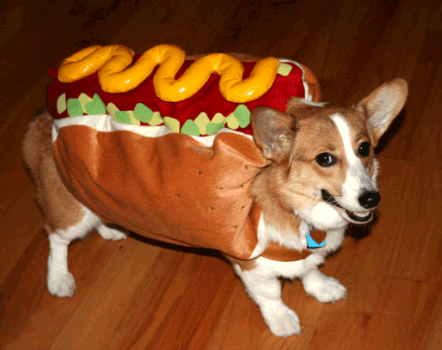 Dog in Hot Dog costume