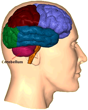 Diagram showing the cerebellum in the human brain