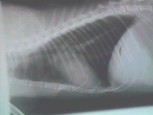 Normal feline chest radiograph