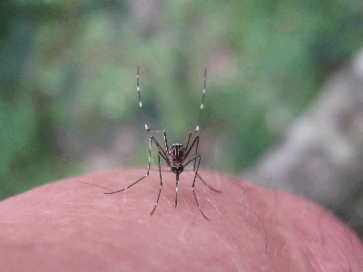 Aedes notoscriptus