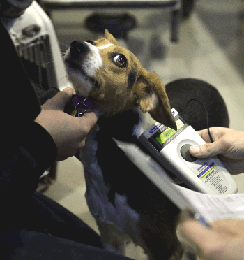 Dog being scanned for a microchip ID
