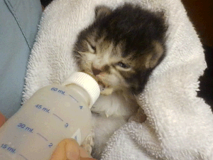 nursing kitten