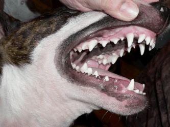 looking at dogs teeth