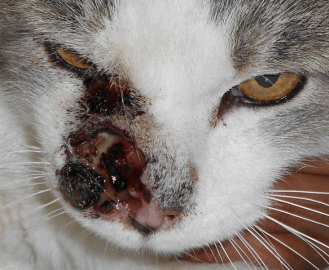Nasal Squamous Cell Carcinoma of the Cat