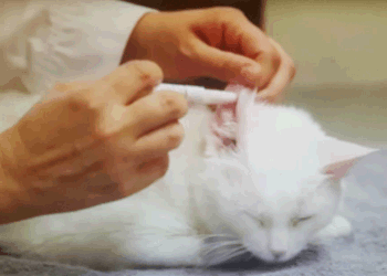 Methimazole for cats ear application
