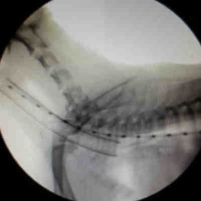Fluoroscopic image of a dog receiving a tracheal stent.