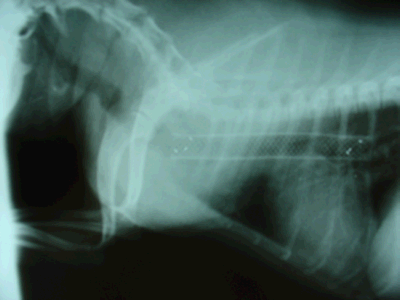 Radiograph of a dog with tracheal stent in place (the white mesh structure is the stent).