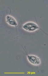 Three Tritrichomonas organisms