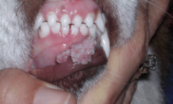 Oral papilloma in a dog.
