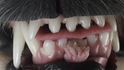 skin tag in dogs mouth