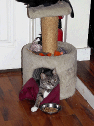 Cat Playing in Cat Tree