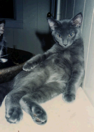 Grey cat slouched