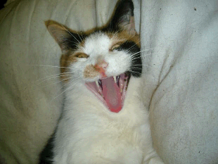 Calico cat yawning