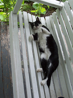 Black and white cat on swing