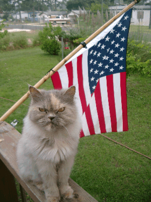 cat with flag