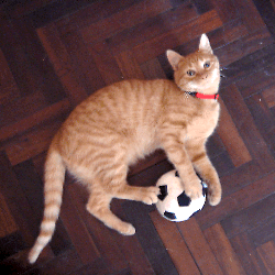 orange cat with ball