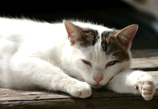 White Cat lying on board