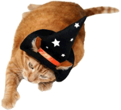Witch Hat Cat