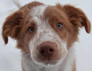 Brown and White Puppy