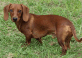 The dachshund is the "poster child" for Type 1 disk disease.