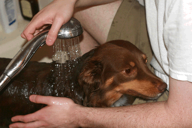 dog receiving shampoo therapy