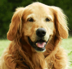 picture of a golden retriever