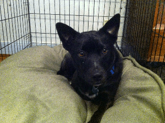 Dog laying on a bed in a pen