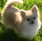 picture of a pomeranian