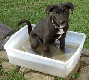 Puppy in a tub