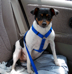 Terrier in seatbelt harness