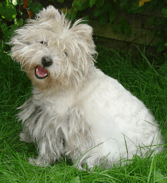 White Highland Terrier