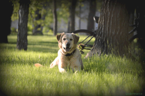 Yellow Lab in grass