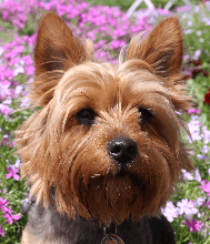 picture of a yorkshire terrier