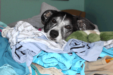 old dog on laundry