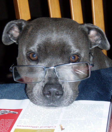 Dog with glasses on book