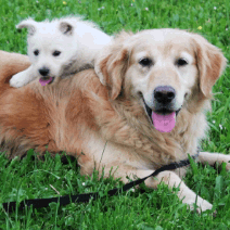 two dogs on grass