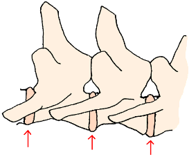 Drawing of several vertebrae and the soft tissue disks that link them flexibly together.
