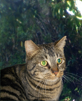 Oliver tipped ear in backyard