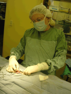 Feline Spay Surgery