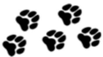 Fun Paw Care Logo