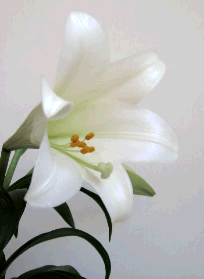 EASTER LILY 