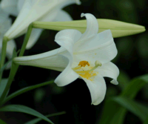 EASTER LILIES