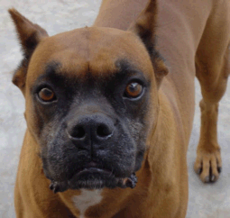 picture of boxer