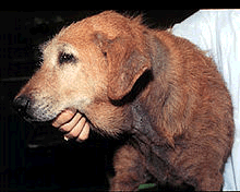 Dog with yeast dermatitis