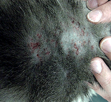 Miliary Dermatitis (small seed-like scabs)