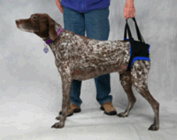 Dog in rear sling