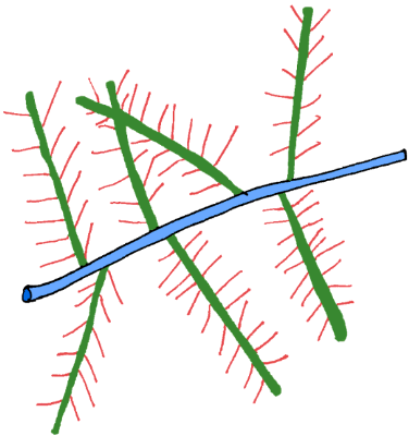 illustration of Proteoglycan 