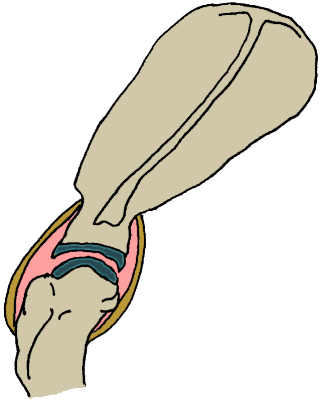 depiction of the shoulder joint